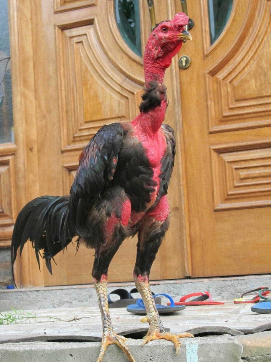 Порода петухов дакан