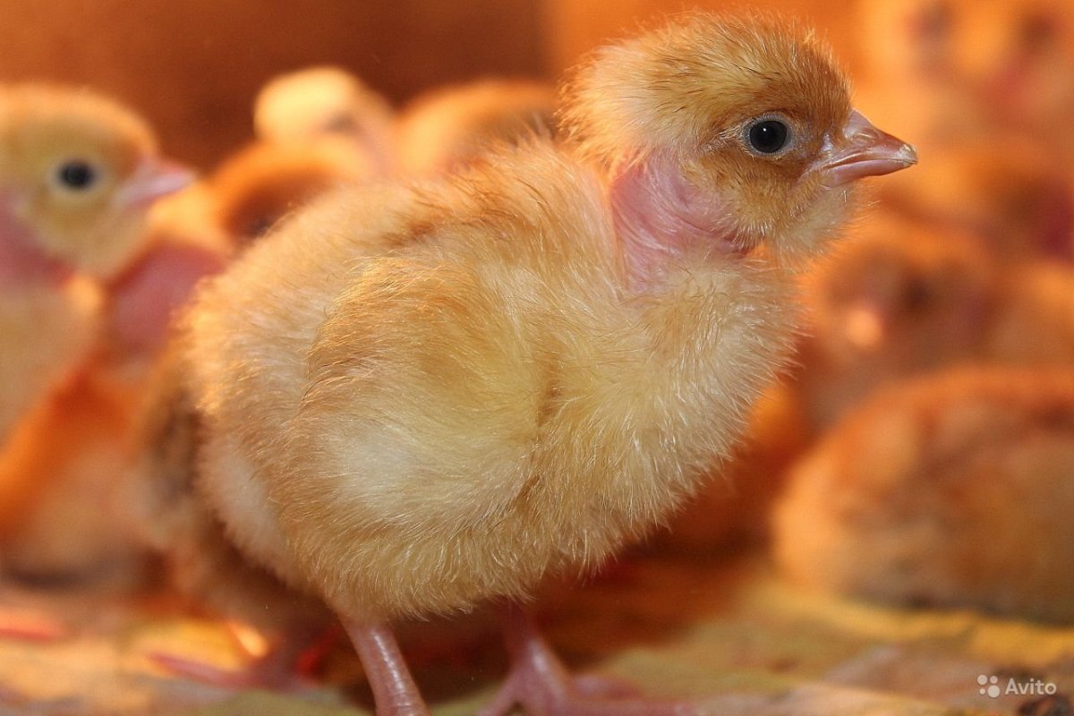 Голошейка красная цыплята