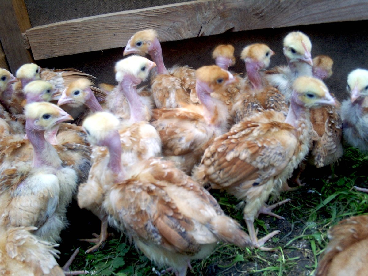 Редбро мастер грей