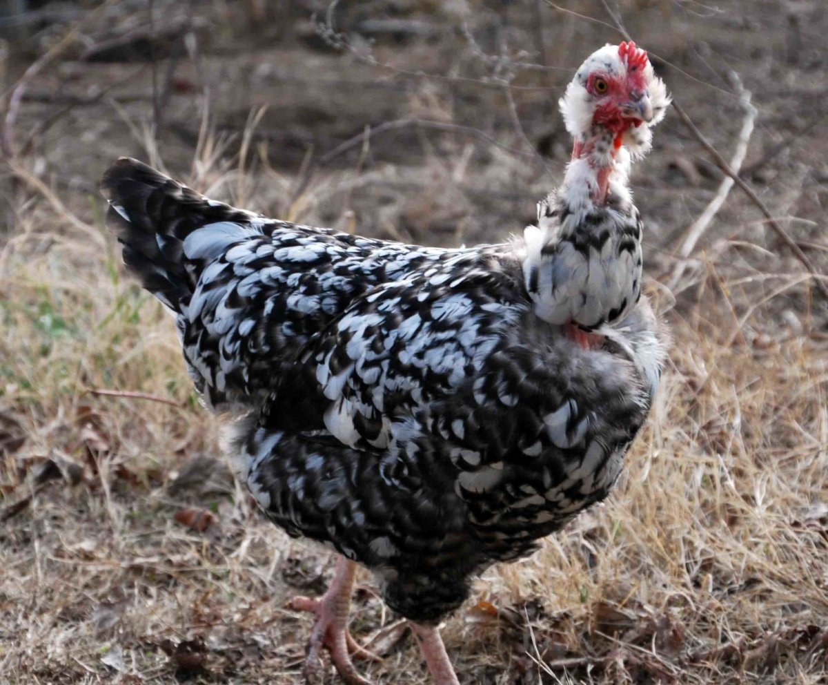 Голошейка далматинец