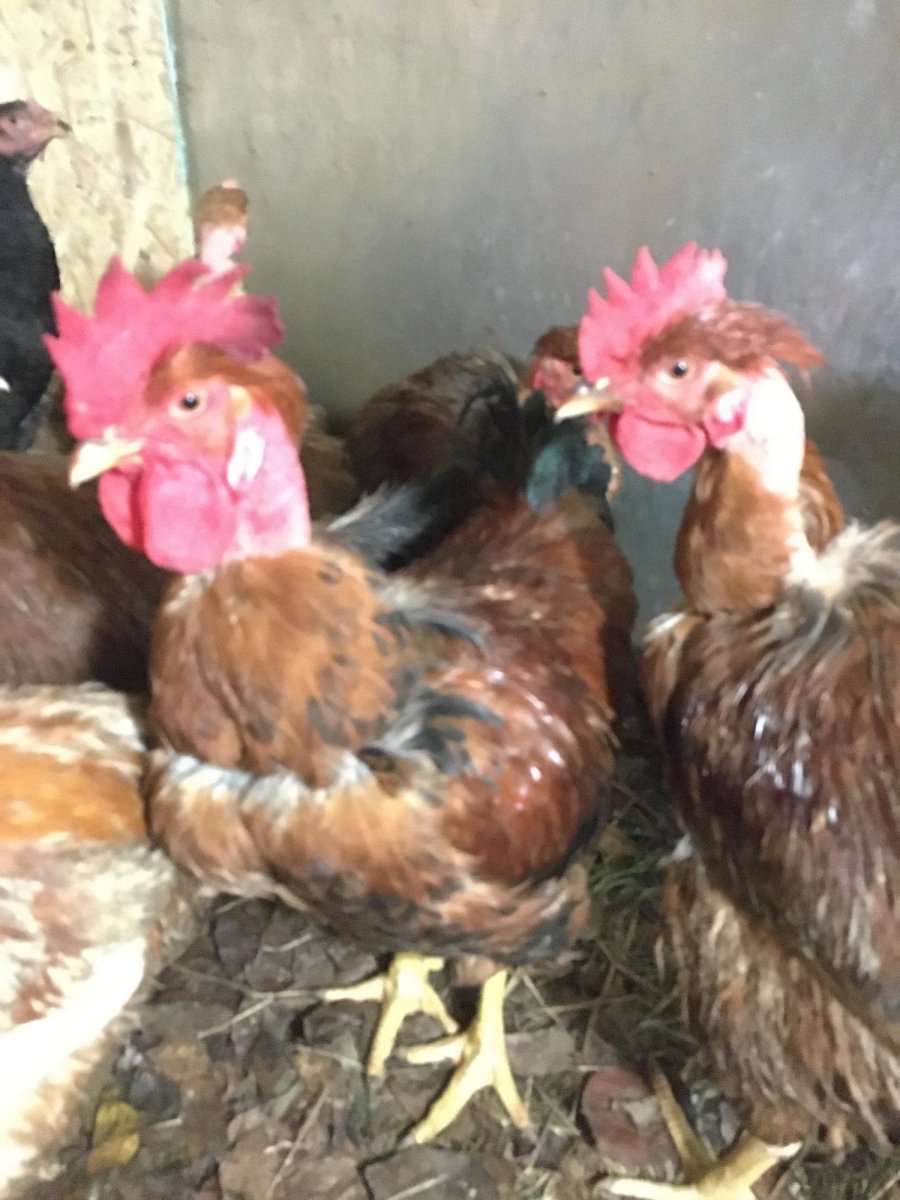 Куры породы голошейка