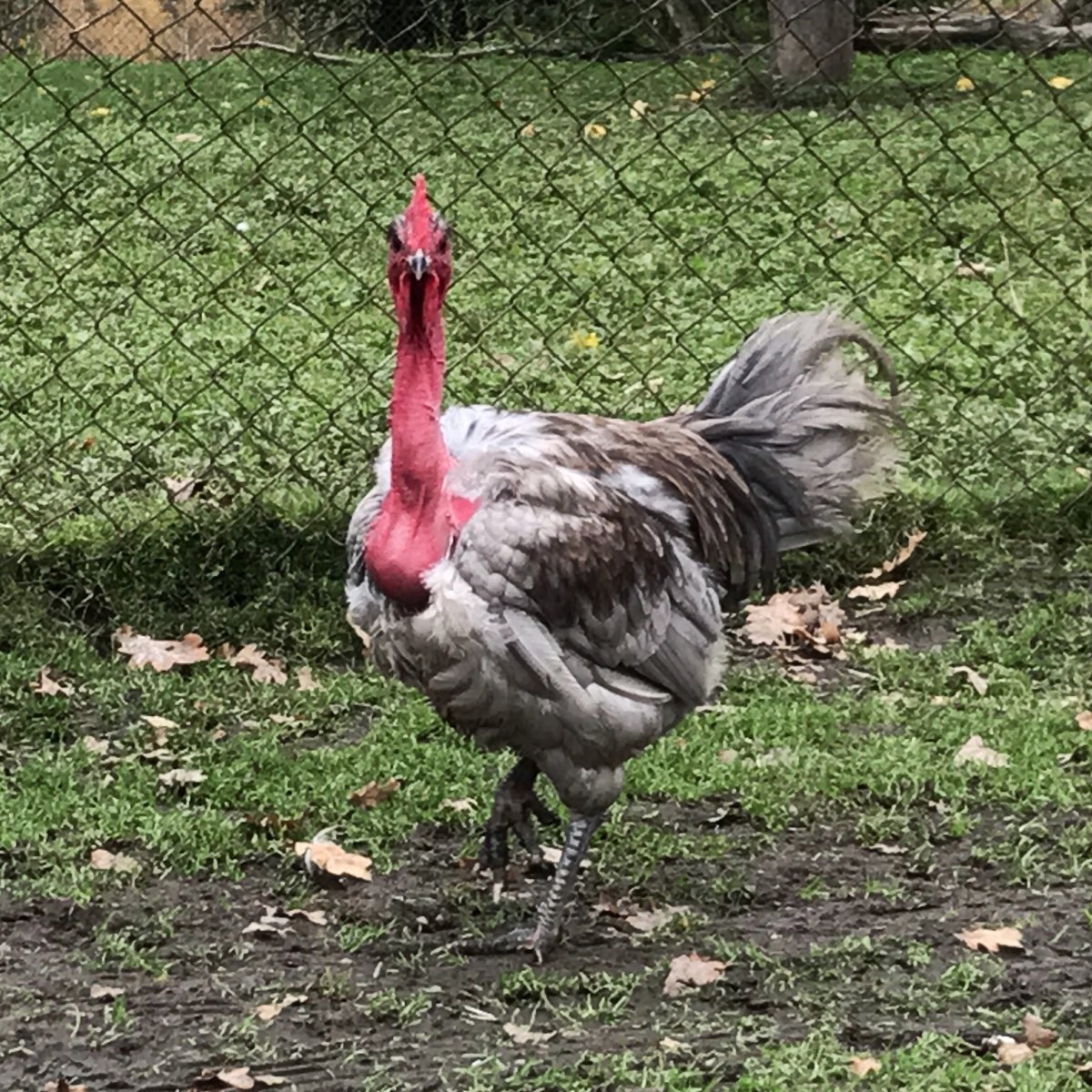 Испанка голошейка