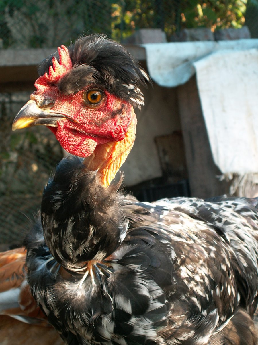 Испанка голошейка