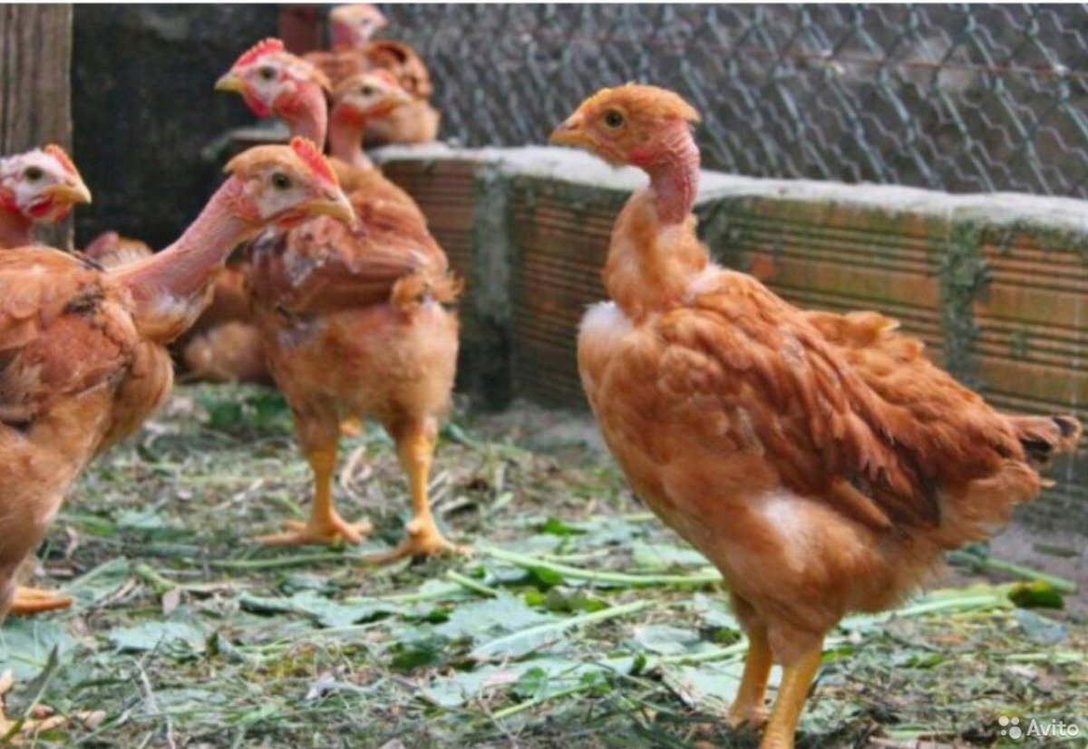 Цыплята голошейки