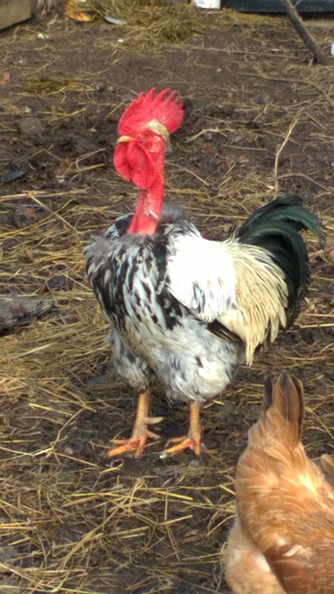 Цыплята кур *голошейные* (индокуры)