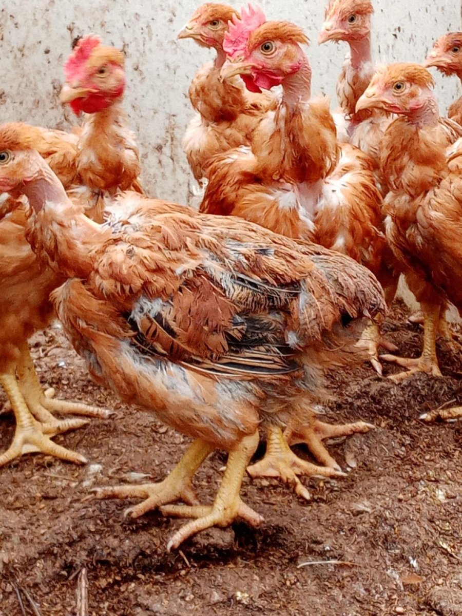 Испанка голошейка