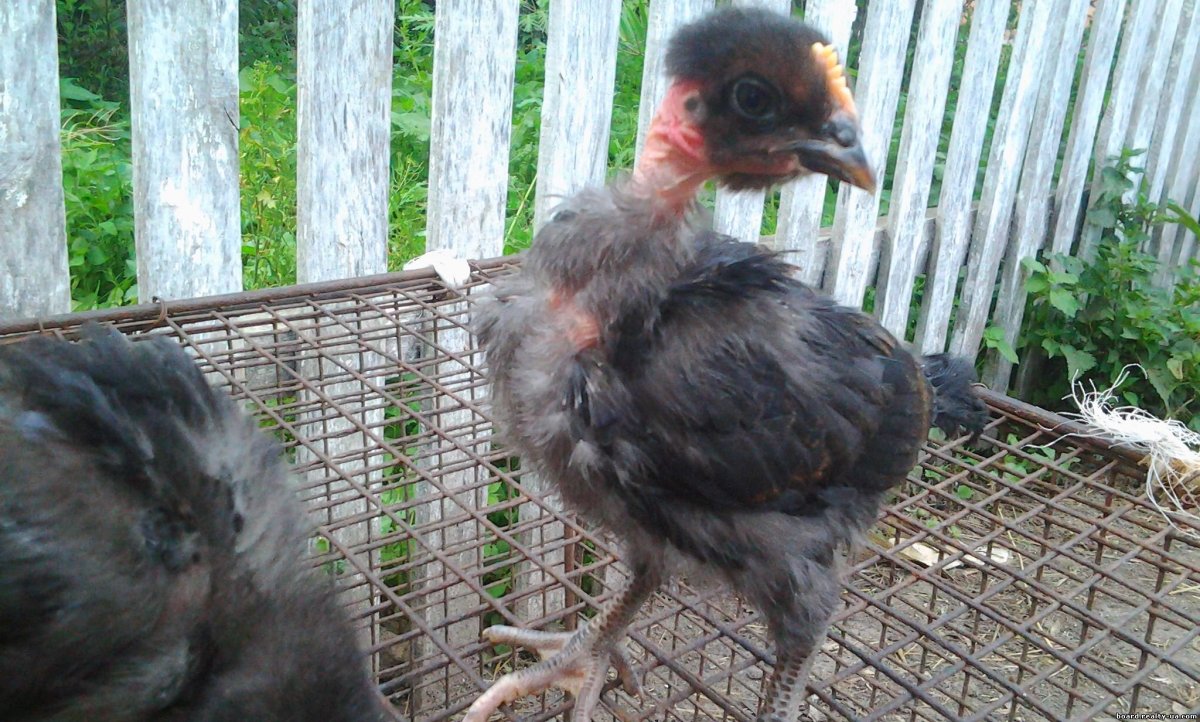 Голошейка черная цыплята