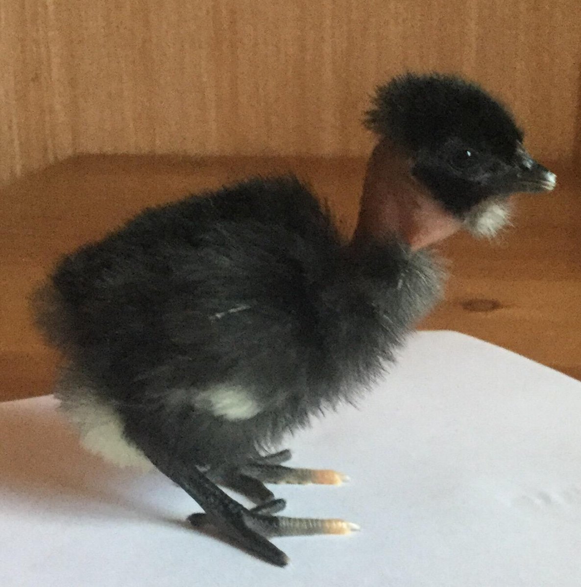 Голошейка Sasso