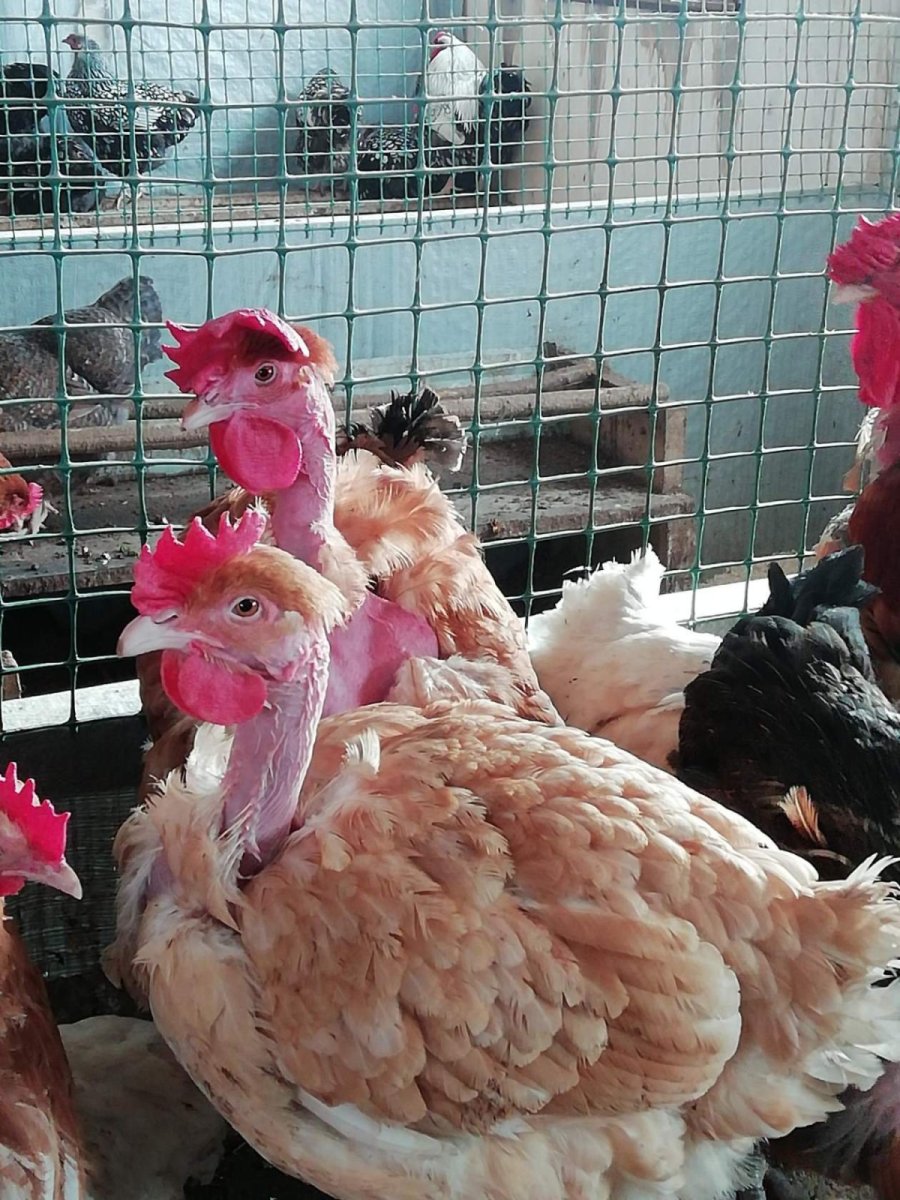 Индюк голошейка