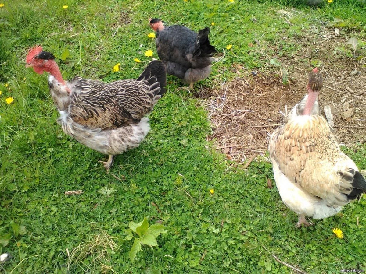 Голошейка Брама порода