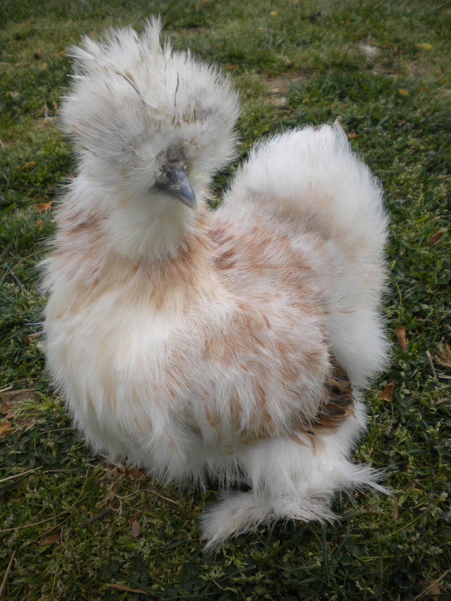 Китайская шелковая (Silkie Bantam)