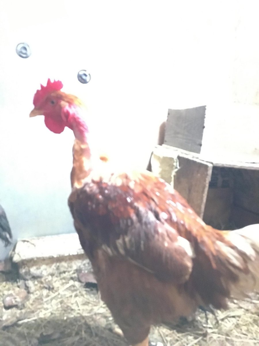 Голошейка хохлатая