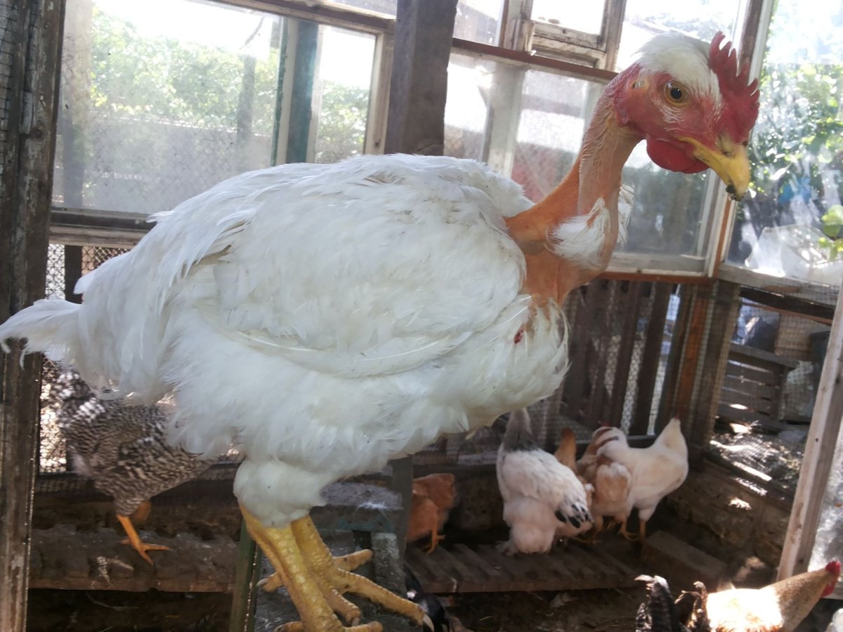 Куры испанка голошейка