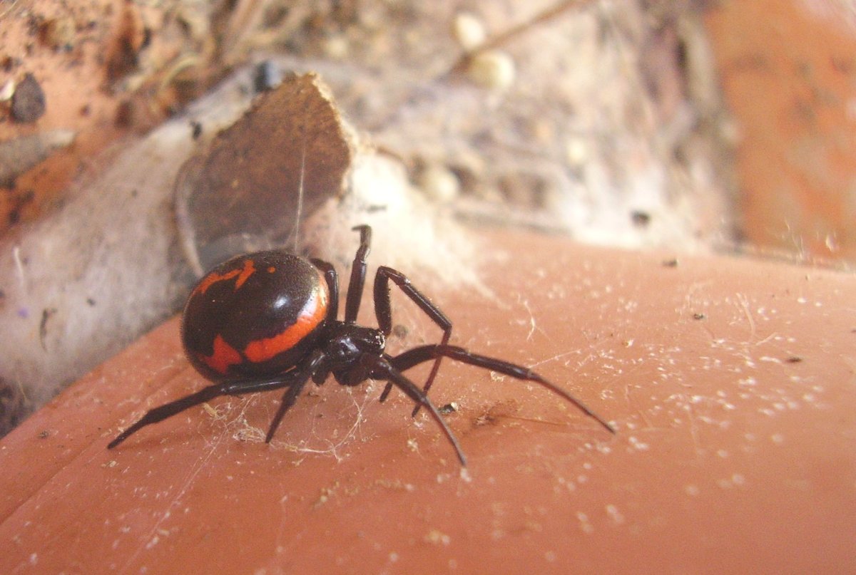 Паук Steatoda paykulliana