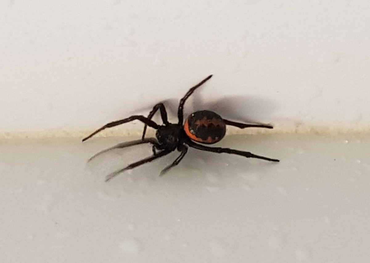 Стеатода Пайкулля (ложный Каракурт