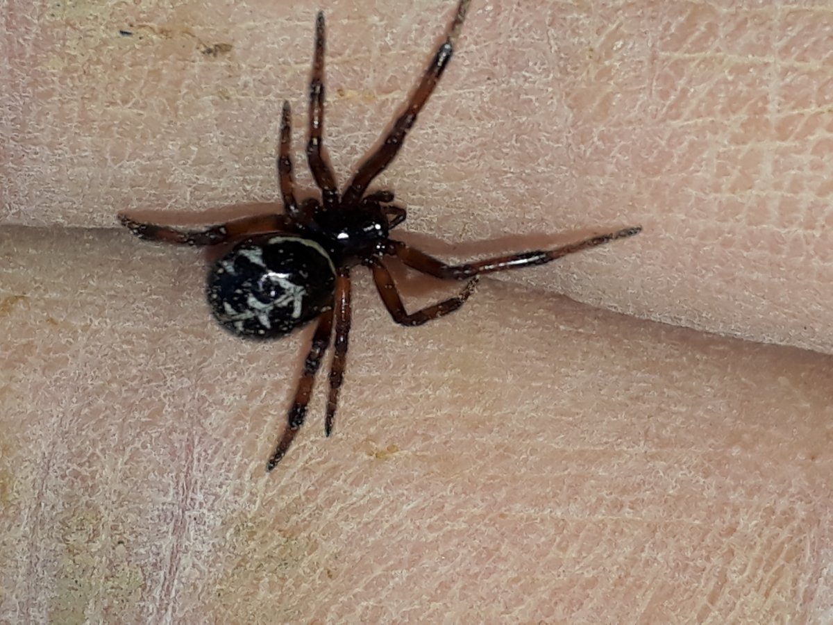 Steatoda paykulliana