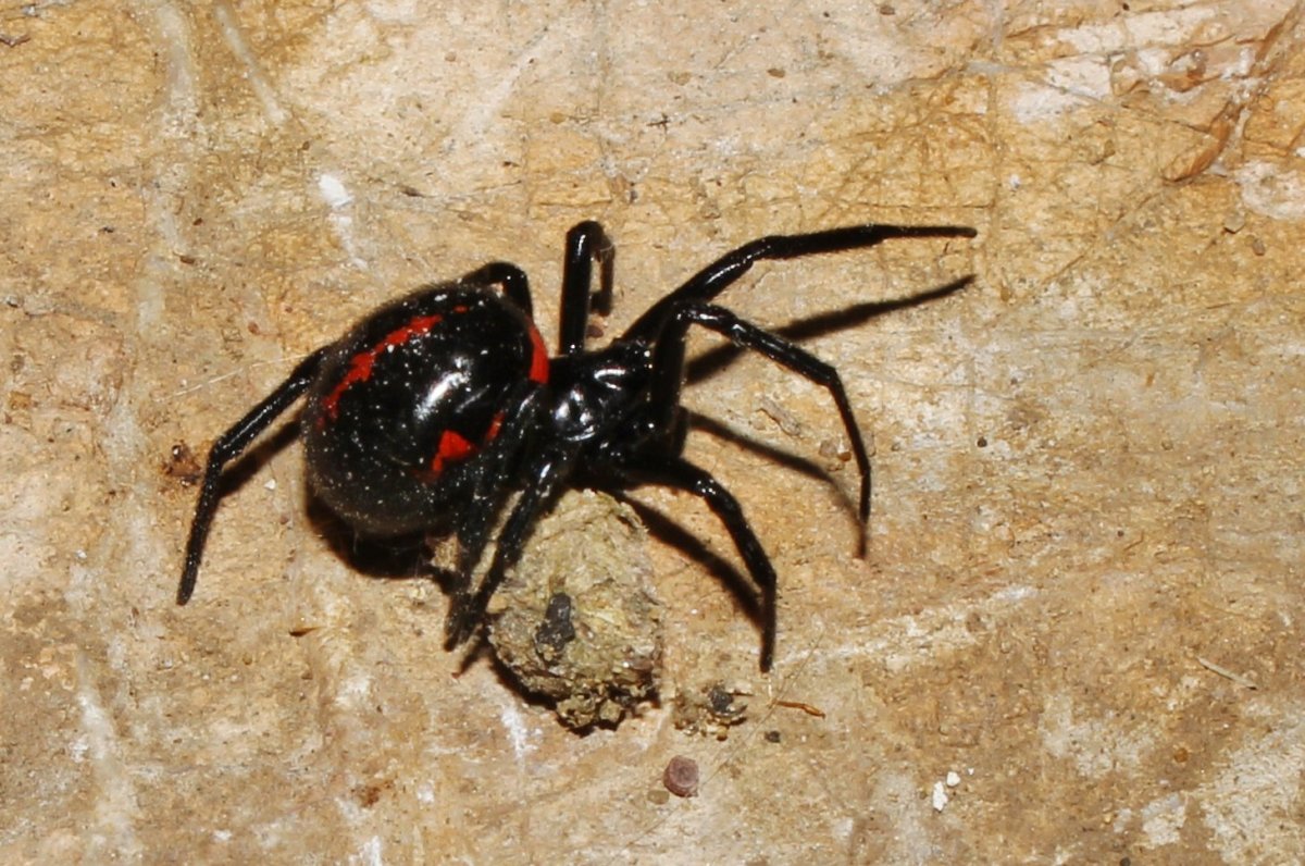 Паук Steatoda paykulliana