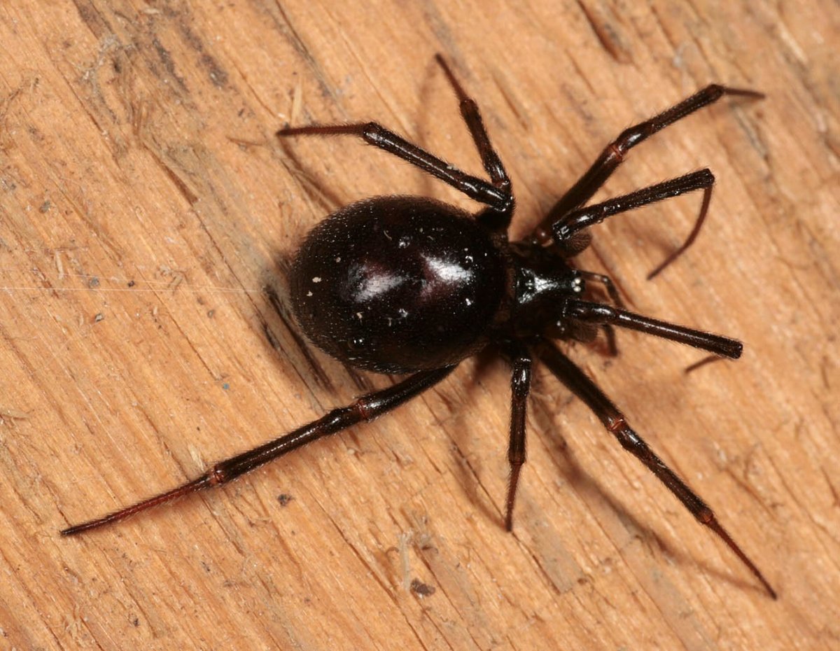 Паук Steatoda paykulliana