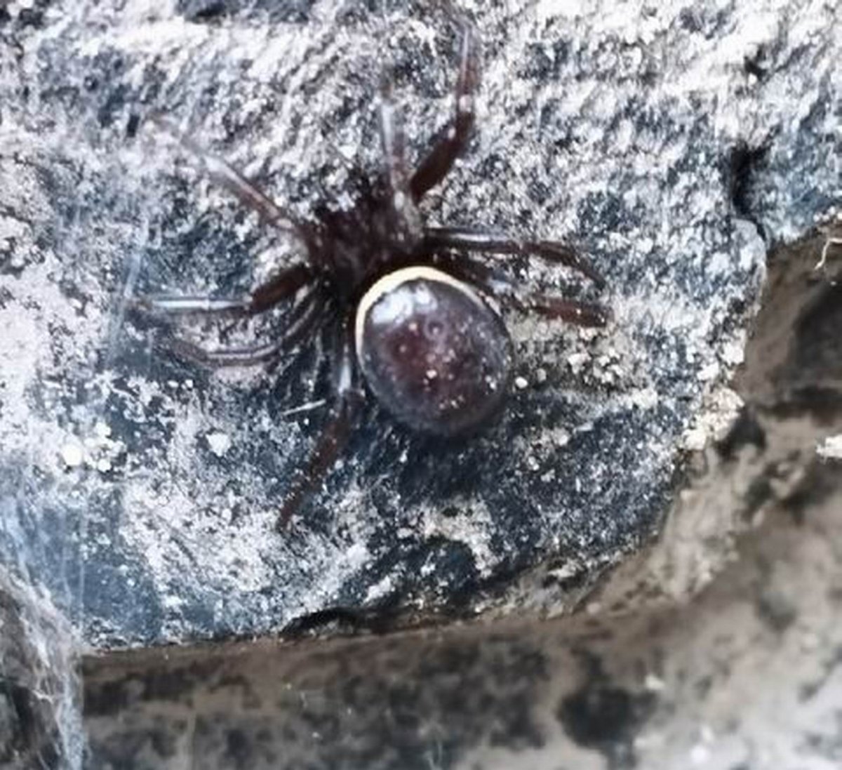 Каракурт паук в Подмосковье