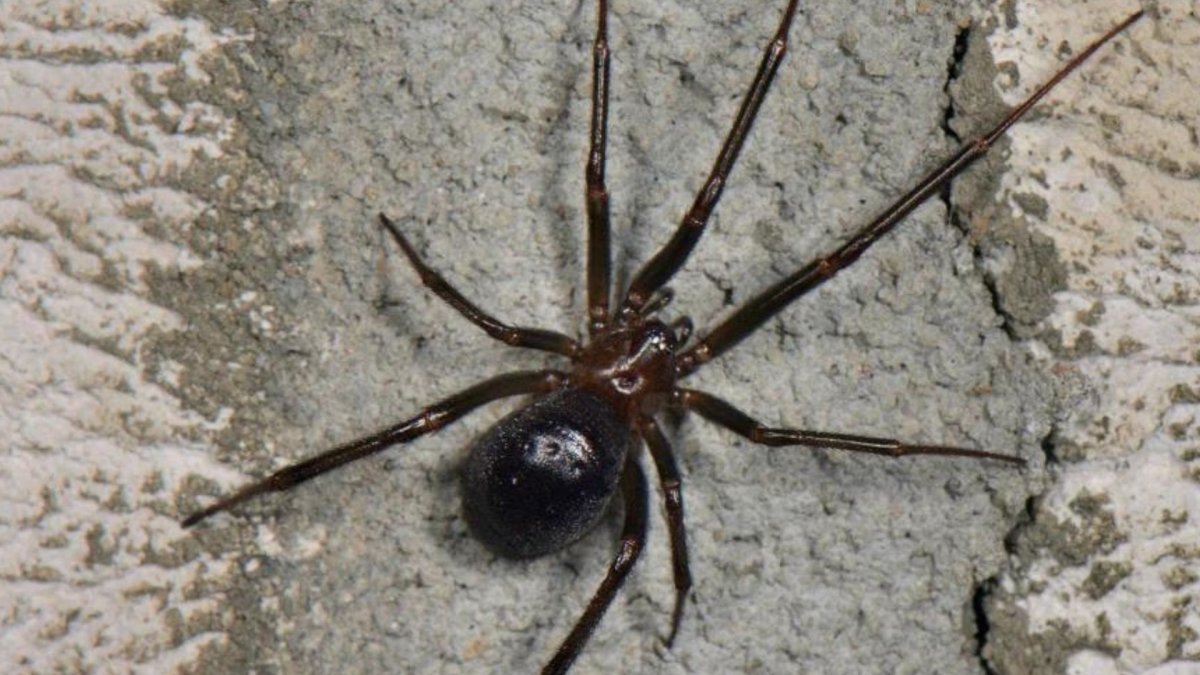 Черная вдова стеатода