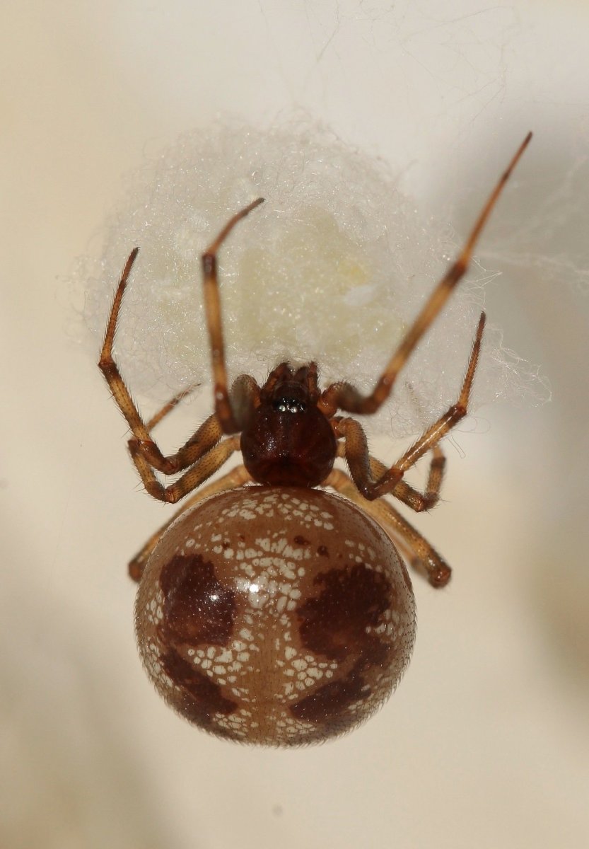 Стеатода Триангулоса