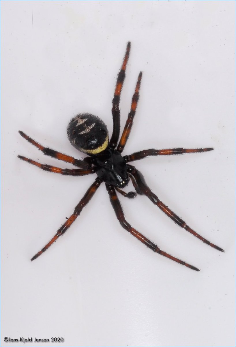 Стеатода Каштановая