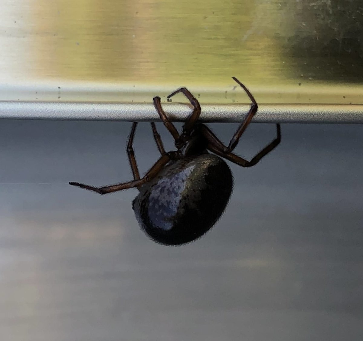 Сити стеатод