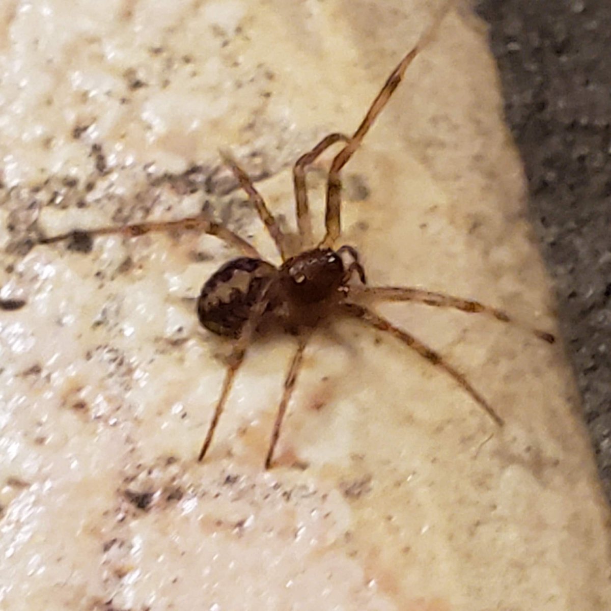 Steatoda Nobilis паук