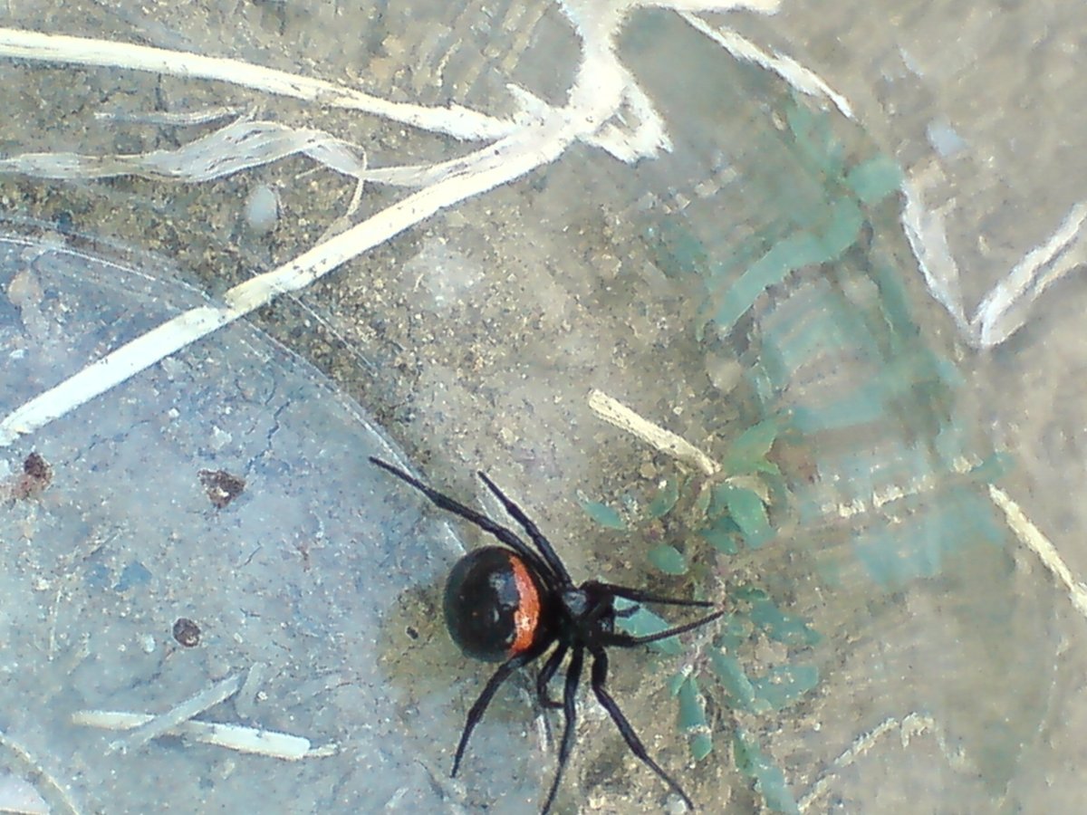 Ложный Каракурт Steatoda paykulliana