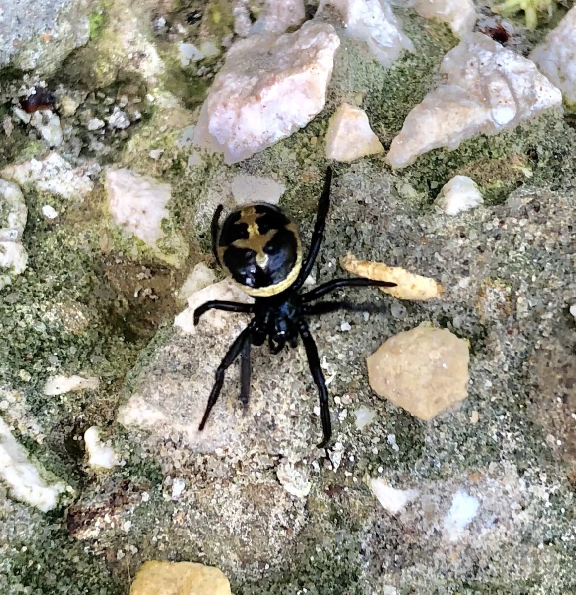 Стеатода Пайкулля паучата