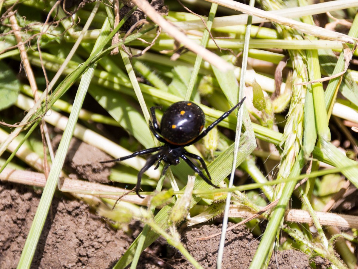 Стеатода Пайкулля (ложный Каракурт