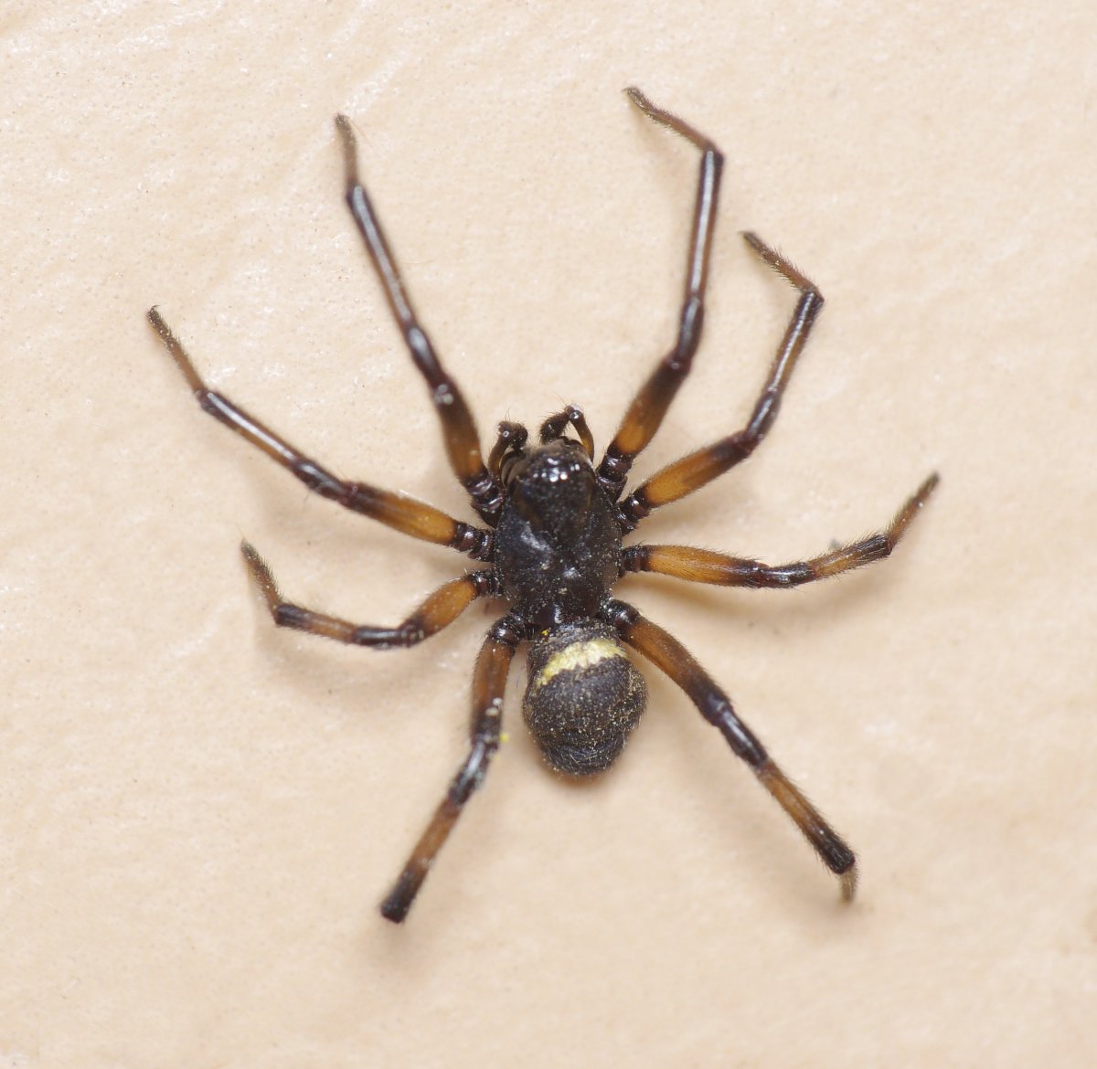 Стеатода Пайкулля