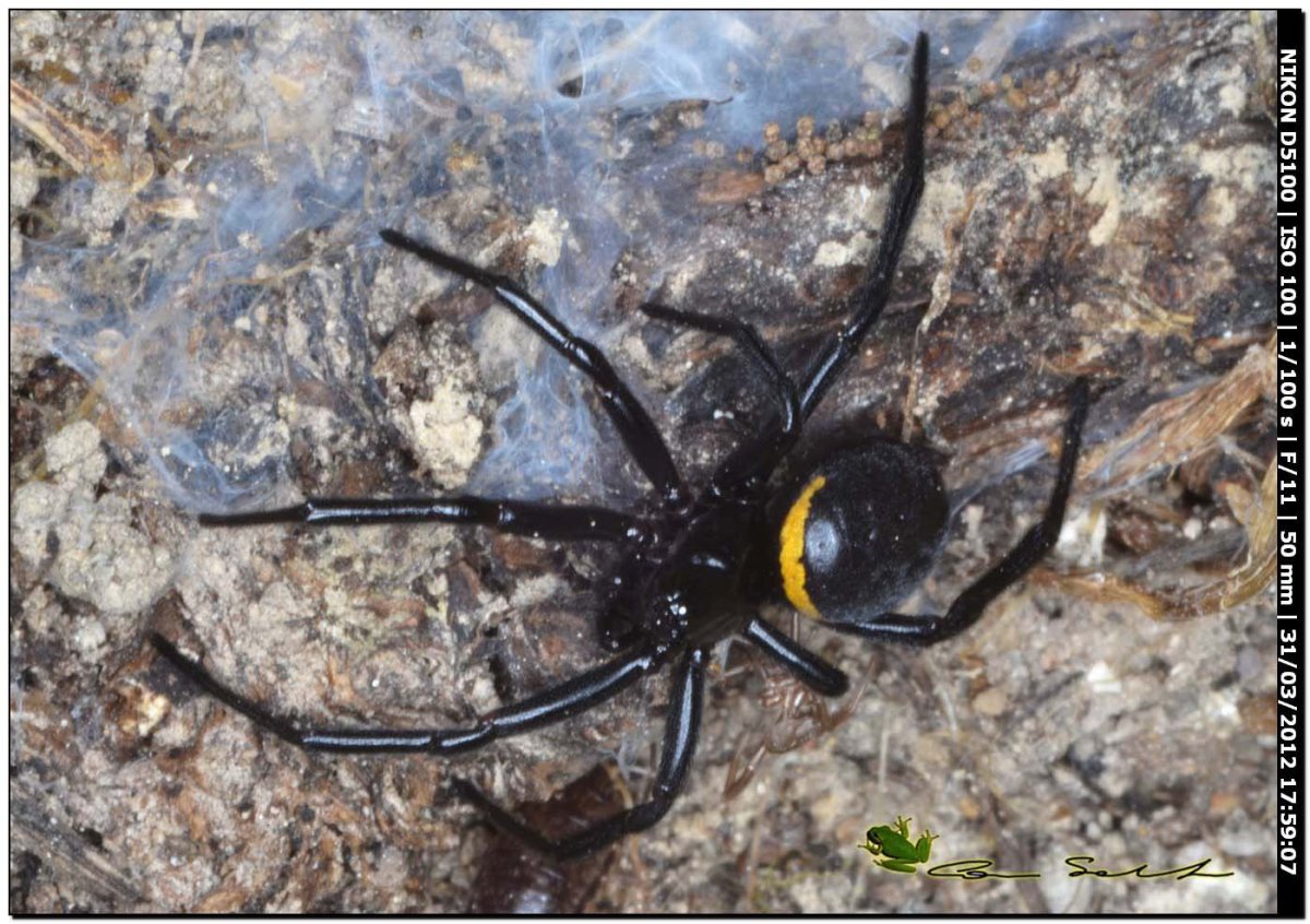 Стеатода Пайкулля в России