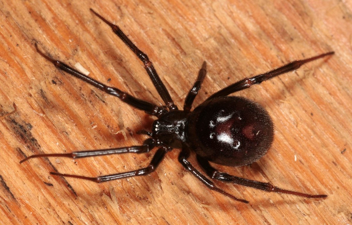 Паук Steatoda Castanea