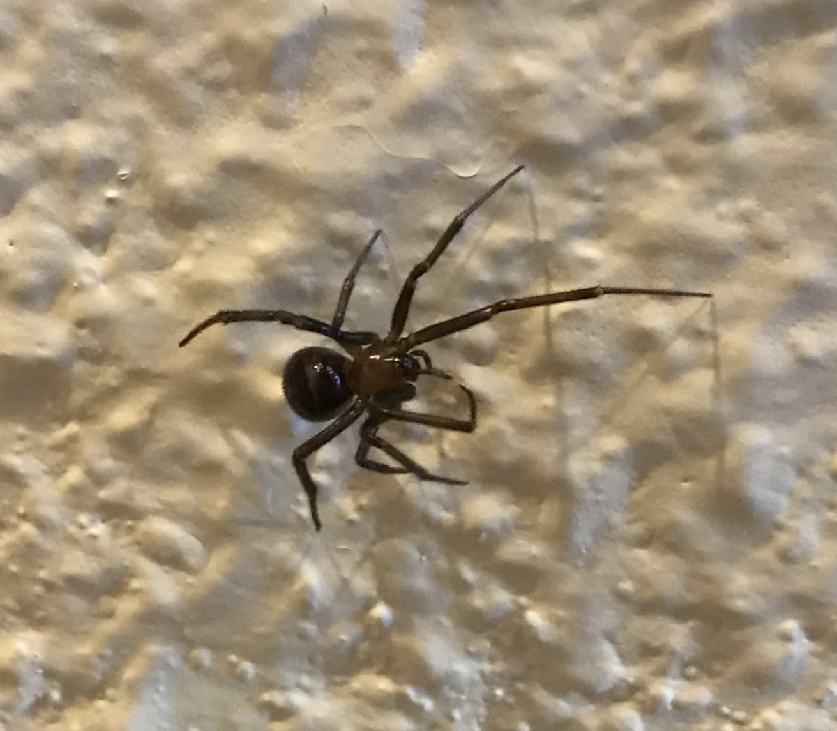 Домовый паук Steatoda grossa