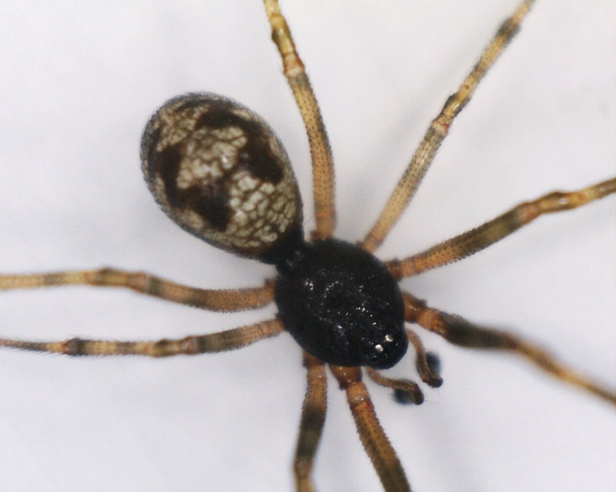 Steatoda triangulosa паук