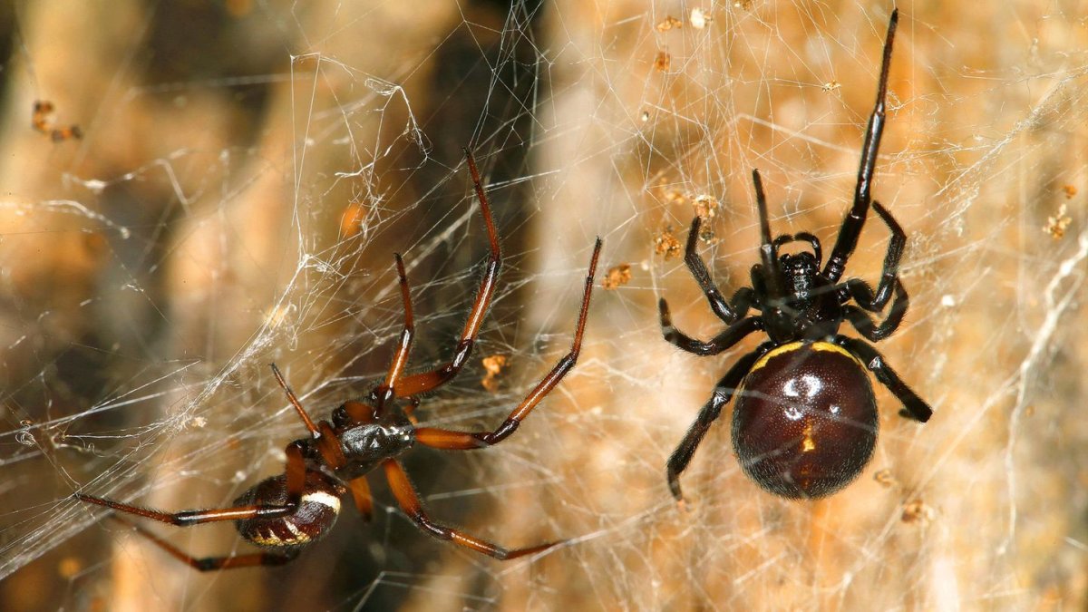 Ложная чёрная вдова паук