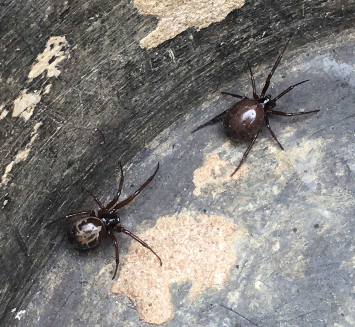 Steatoda Nobilis паук