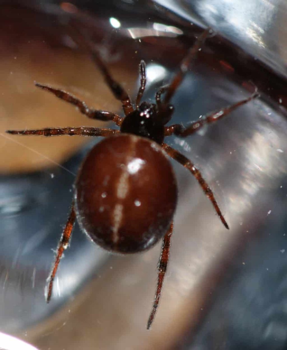 Паук-Тенетник Steatoda bipunctata