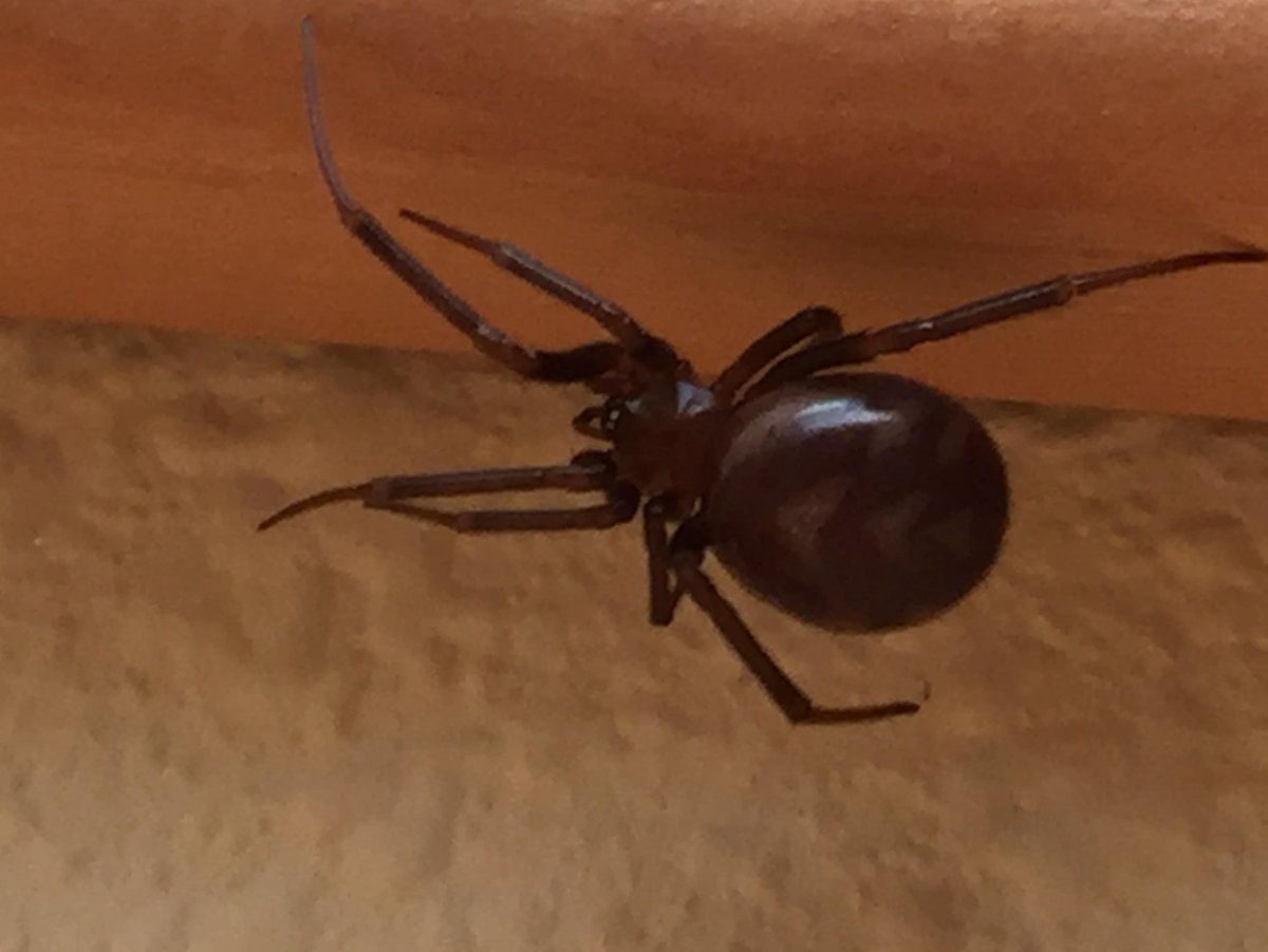 Кокон паука Steatoda