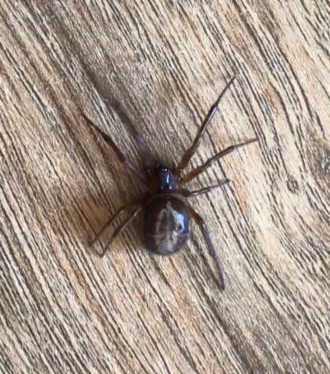 Steatoda Nobilis паук чёрный