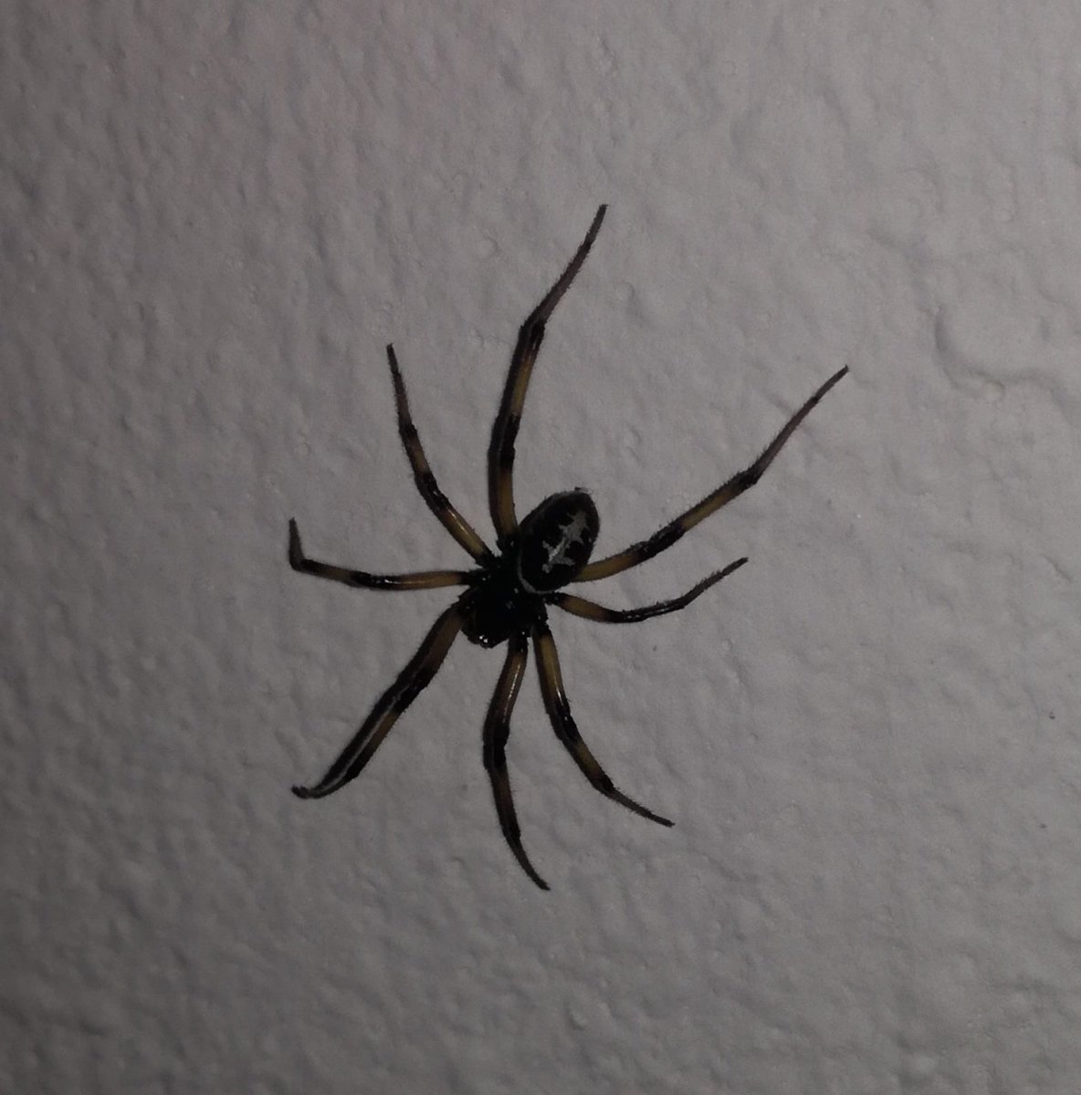 Паук ложный Каракурт