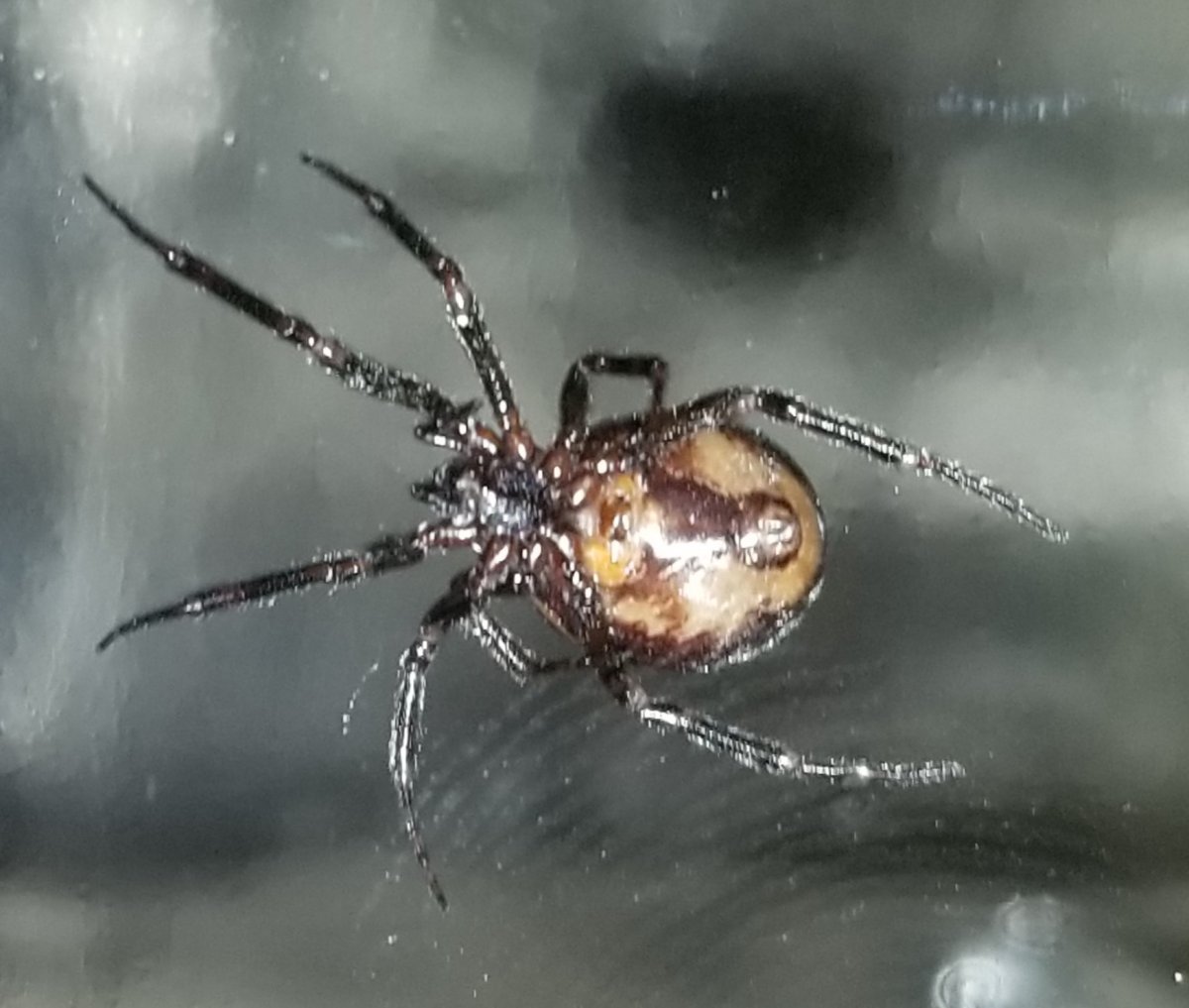 Стеатода паутина