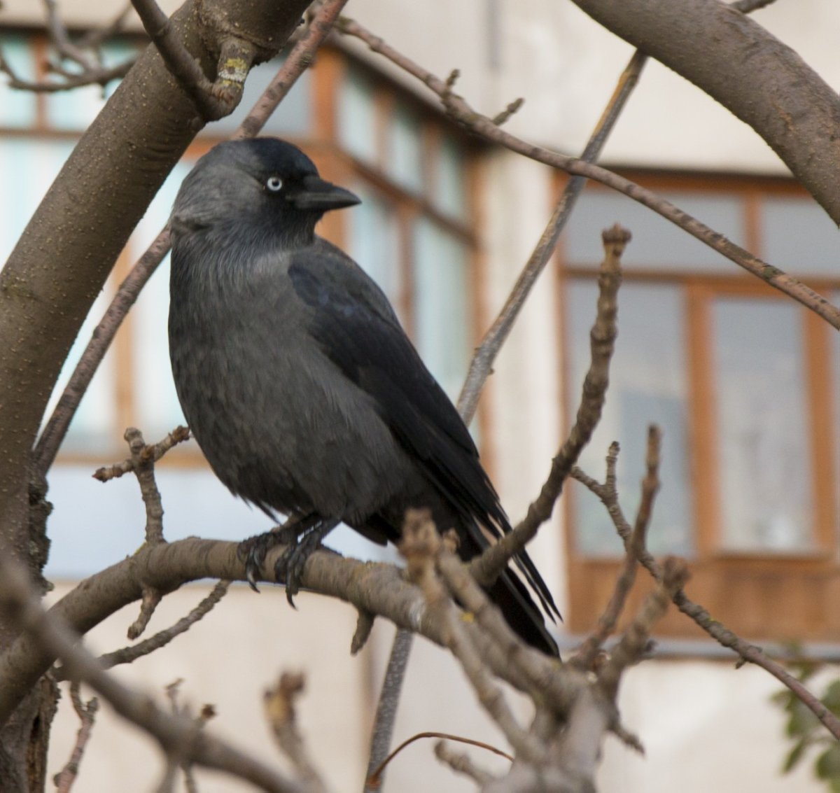 Серая сорока