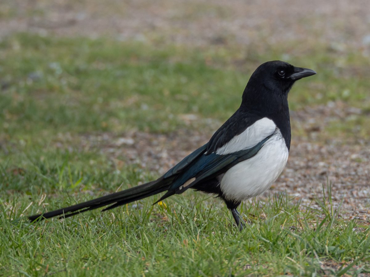 Обыкновенная сорока (pica pica),