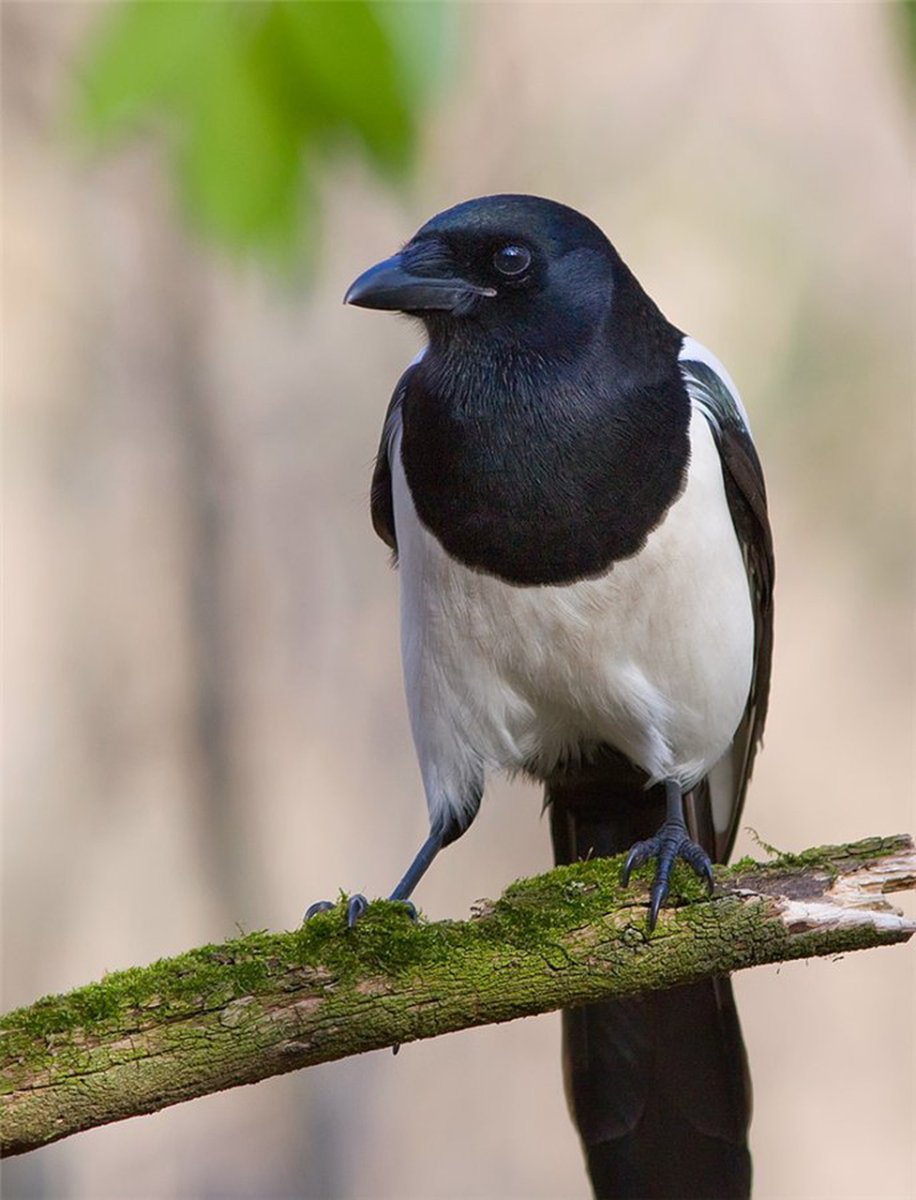 Боровая сорока