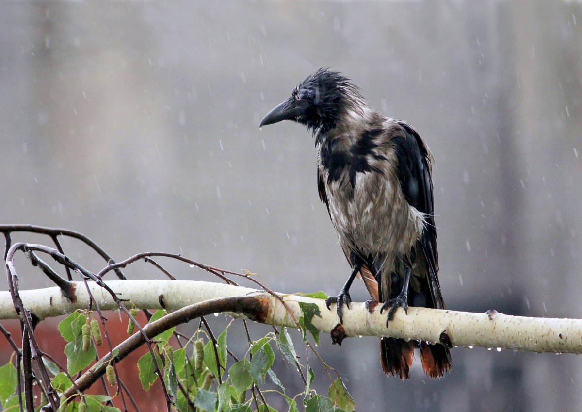 Ворон на дереве