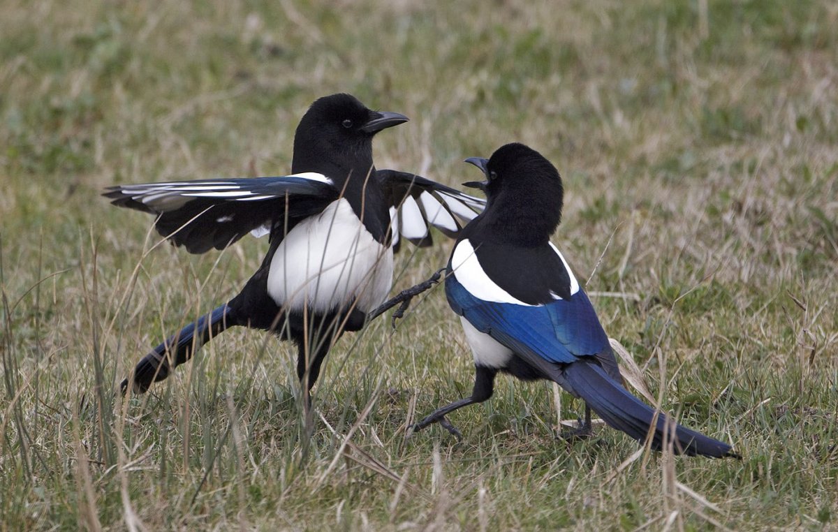 Сорока трещит