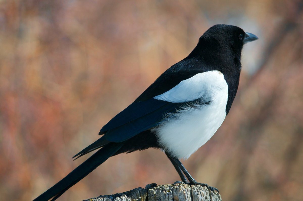 Сорока и синица