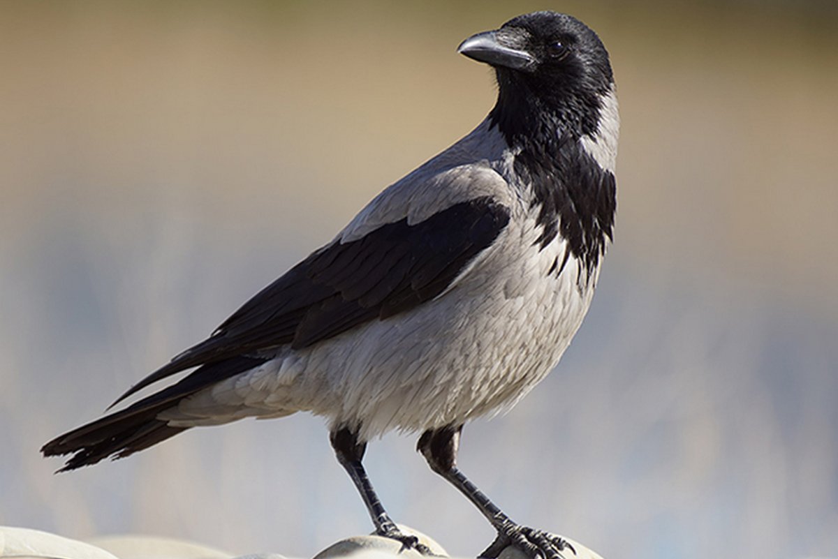 Ворона оседлая птица